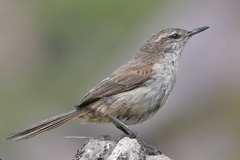 Pseudasthenes cactorum