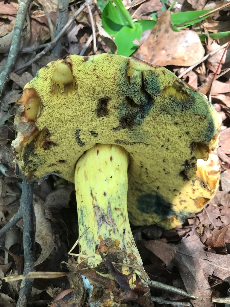 Neoboletus sp. 'IN03' · July 2026 · photo: Photo: (c) boletejones, some rights reserved (CC BY) · iNaturalist