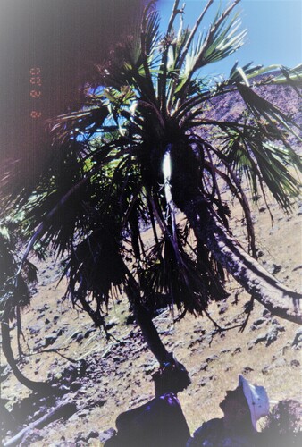 Brahea edulis, photograph 1
