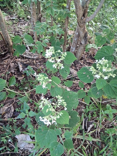 Clerodendrum infortunatum, photograph 5