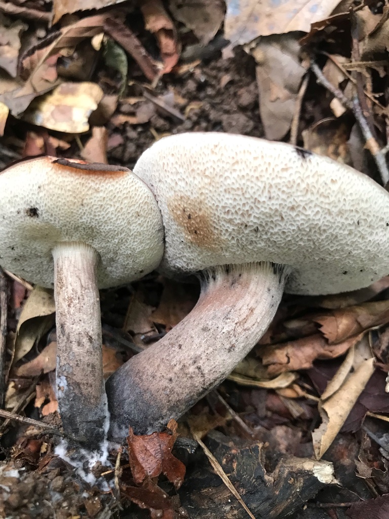 Anthracoporus sp. 'AL01' · July 2026 · photo: Photo: (c) boletejones, some rights reserved (CC BY) · iNaturalist