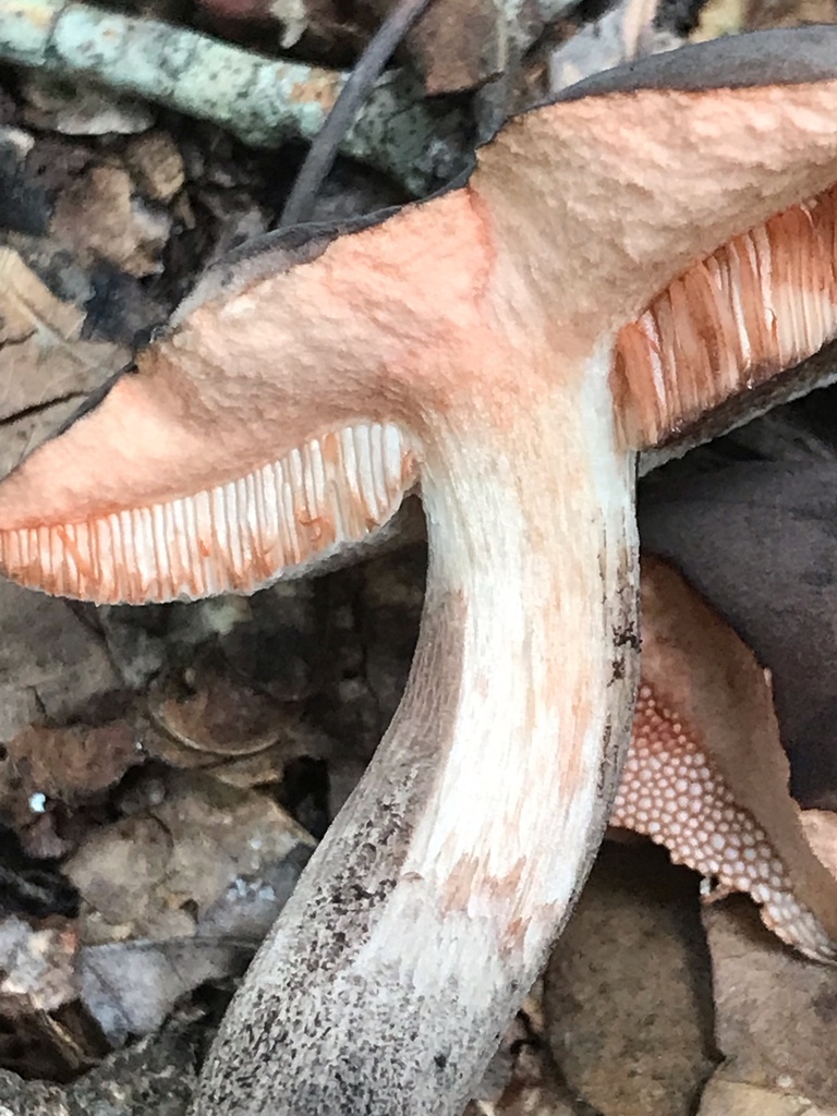 Anthracoporus sp. 'AL01' · July 2026 · photo: Photo: (c) boletejones, some rights reserved (CC BY) · iNaturalist