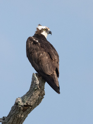 iNaturalist image