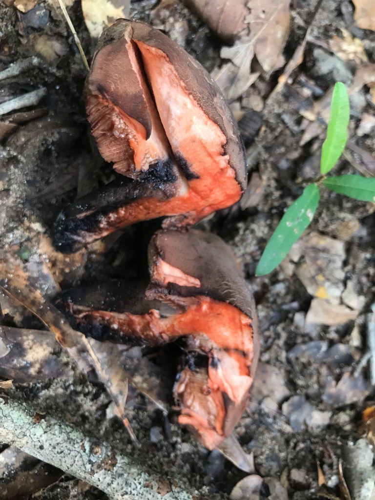 Anthracoporus sp. 'AL01' · July 2026 · photo: Photo: (c) boletejones, some rights reserved (CC BY) · iNaturalist