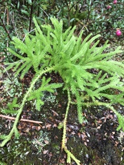 Austrolycopodium paniculatum