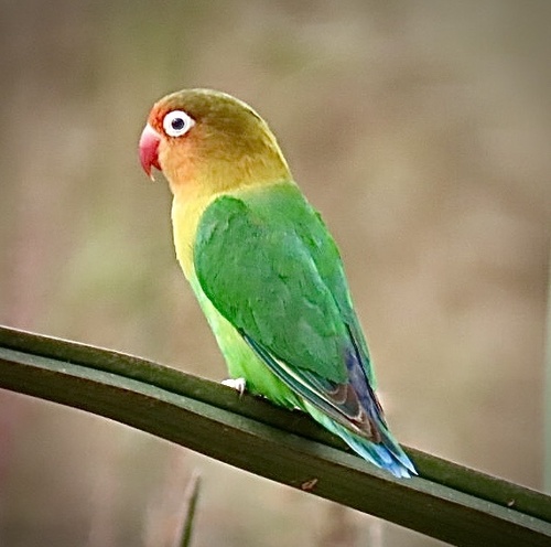 Fischer's Lovebird (Agapornis fischeri), photo 8