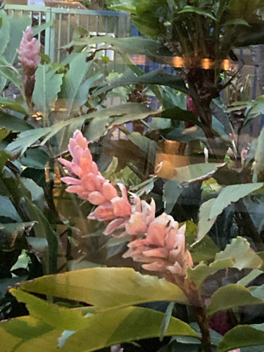 Alpinia purpurata observed 2026-07-17