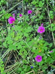 Oxalis rosea