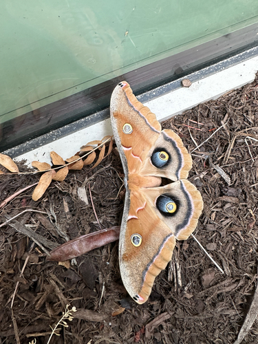 Polyphemus Moth