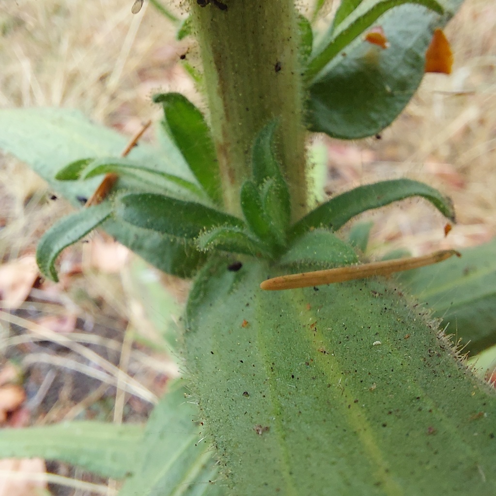 Madia sativa; photograph author not stated, no rights reserved