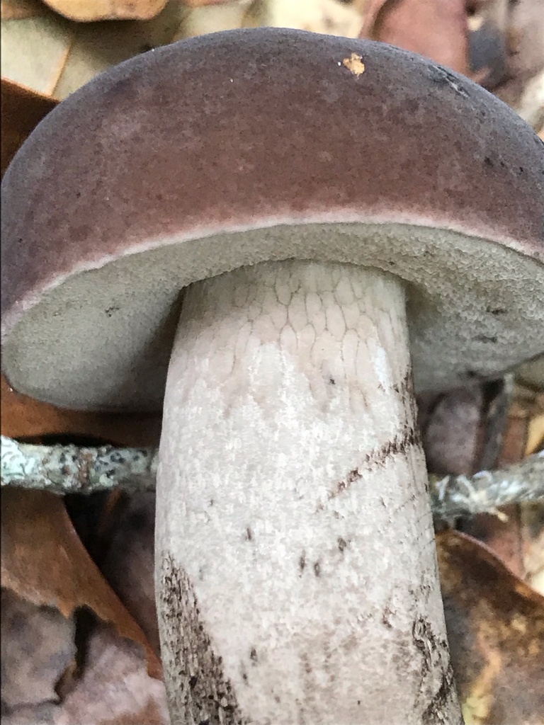 Anthracoporus sp. 'AL01' · July 2026 · photo: Photo: (c) boletejones, some rights reserved (CC BY) · iNaturalist