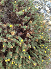 Bajacalia tridentata