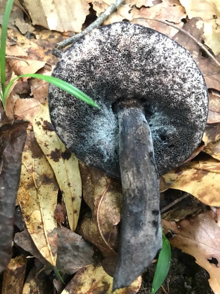 Anthracoporus sp. 'AL01' · July 2026 · photo: Photo: (c) boletejones, some rights reserved (CC BY) · iNaturalist