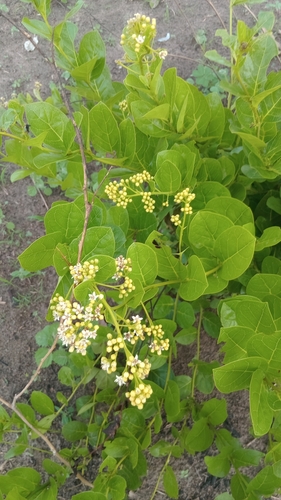 Icacina oliviformis