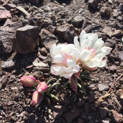 Lewisia rediviva
