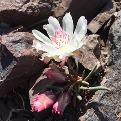 Lewisia rediviva