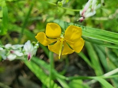 Solenomelus pedunculatus