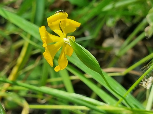 Solenomelus pedunculatus, photograph 1
