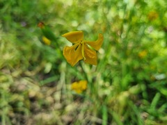 Solenomelus pedunculatus, photograph (c) Cesar Ormazabal, some rights reserved (CC BY)