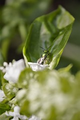 Augochlora