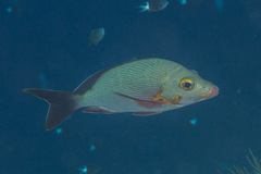 Lutjanus gibbus