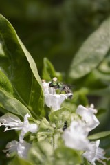 Augochlora