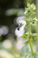 Augochlora