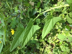 Calystegia hederacea