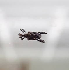 Stephanorhynchus lawsoni