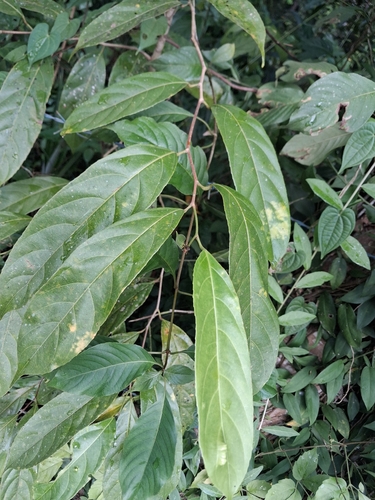 Hydnocarpus observed 2026-07-26