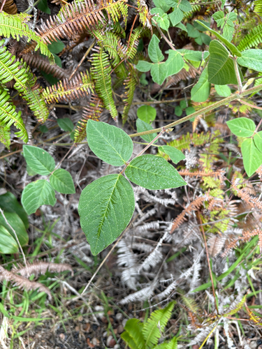 Desmodium intortum observed 2026-07-26
