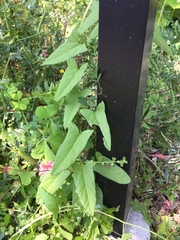 Calystegia hederacea