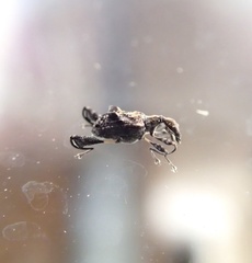 Stephanorhynchus lawsoni