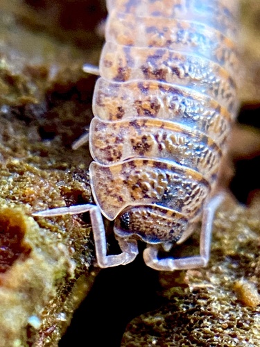 Rathke's Woodlouse, photo 7 of 8