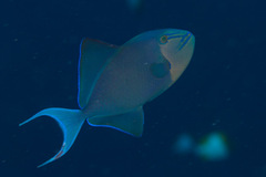 Odonus niger