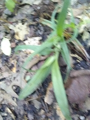 Carex glaucodea