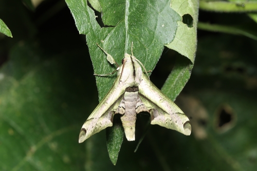 Oplerclanis rhadamistus