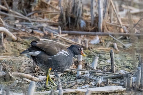 iNaturalist image