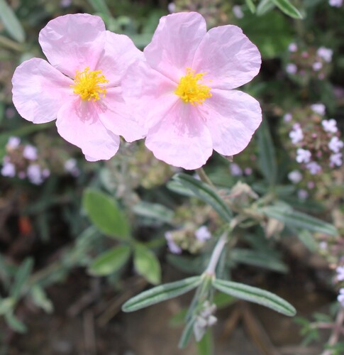 Helianthemum apenninum, photograph 5