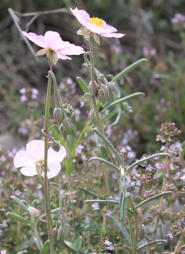 Helianthemum apenninum, photograph 4