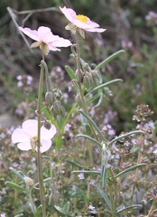 (c) Lídia Carrera, some rights reserved (CC BY) Helianthemum apenninum, photograph (c) Lídia Carrera, some rights reserved (CC BY)