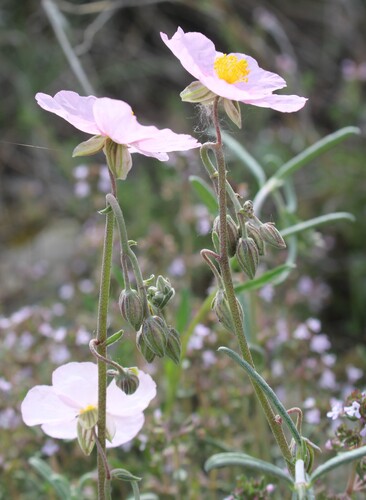Helianthemum apenninum, photograph 3
