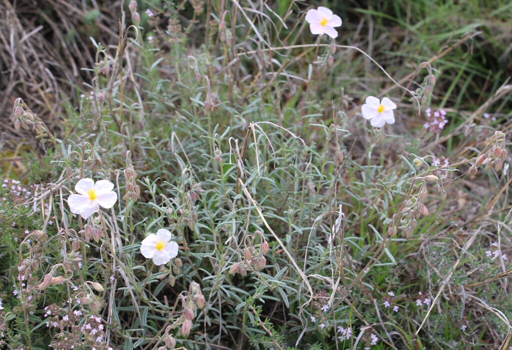 Helianthemum apenninum; photograph (c) Lídia Carrera, some rights reserved (CC BY)