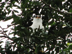 Spizaetus melanoleucus