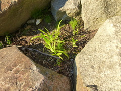 Hemerocallis dumortieri