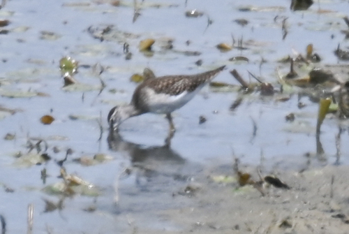 iNaturalist image