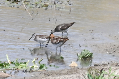 iNaturalist image