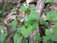 Viola arcuata