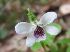 Viola arcuata