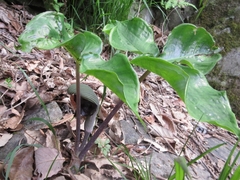 Arisaema ringens